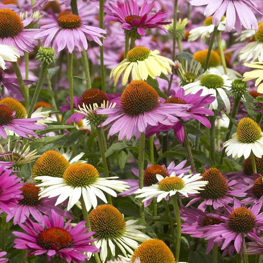 Hd-160825-ascw160825