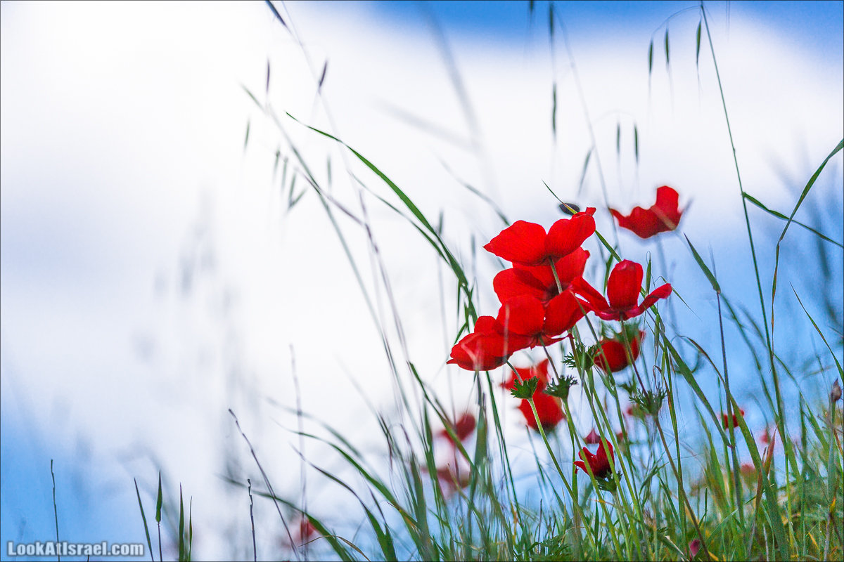 Анемоны (каланиет) пустыни Негев - Фестиваль Даром Адом в LookAtIsrael.com - Фото путешествия по Израилю | Red South festival of anemones in Negev | דרום אדום - קלניות בבארי