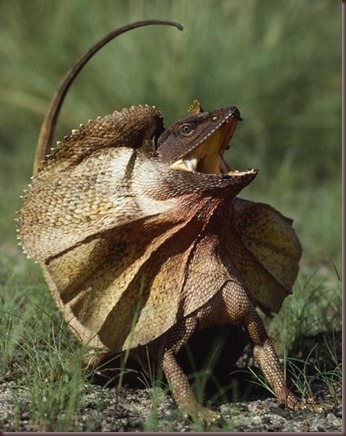 Amazing Animal Pictures Frill Necked Lizard (10)