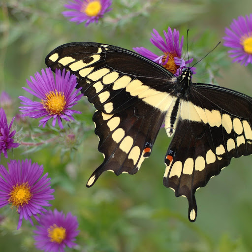 Hd-152826-ascw152826