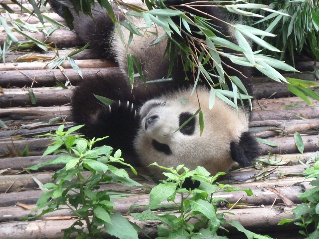 [China-Chengdu-Panda-July-2012-43.jpg]