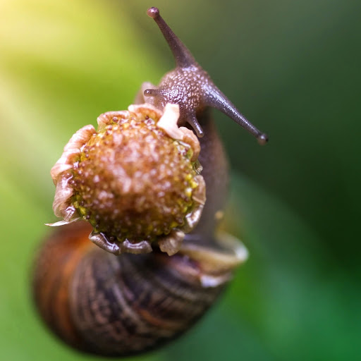 Hd-185820-ascw185820