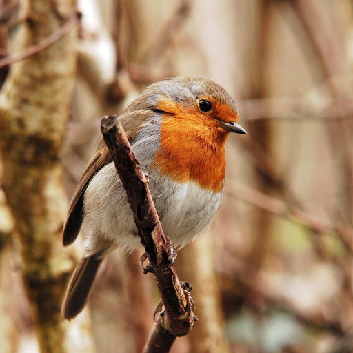 Hd-174482-ascw174482