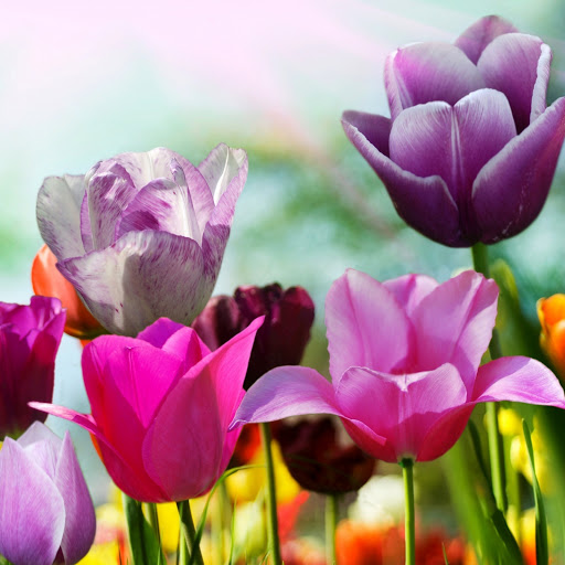 Hd-146246-ascw146246