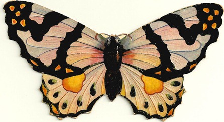 butterflyorange