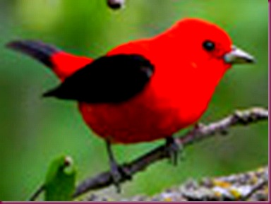 red-tanager_12759_100x75