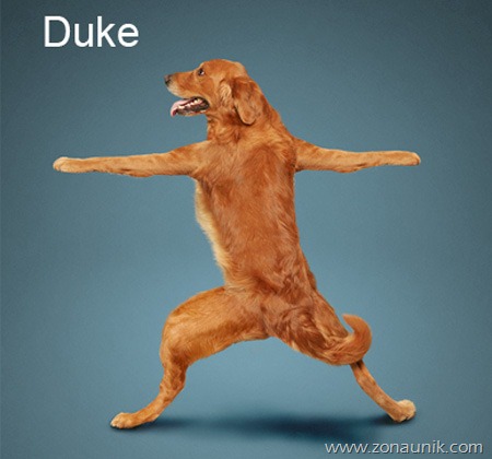 [Anjing%2520Senam%2520Yoga%2520%25287%2529%255B3%255D.jpg]