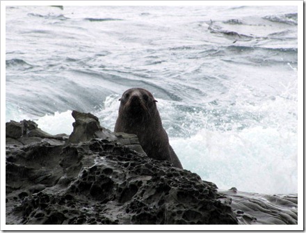 Peek a boo. Kekeno or NZ Fur Seals basking on the rocks along the Kaikoura coast.