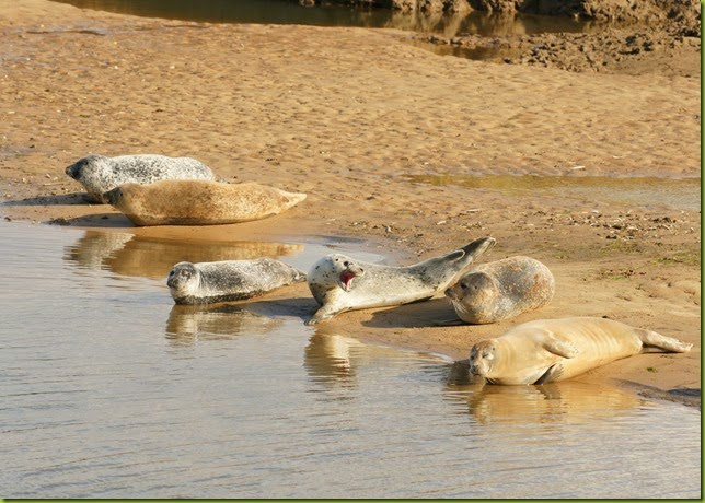 Seals on the beach at RSPB Titchwell Marsh Norfolk