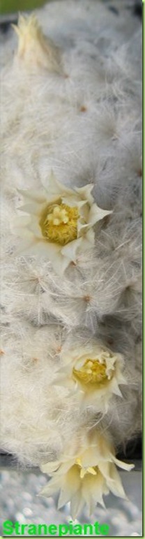 fiori Mammillaria plumosa