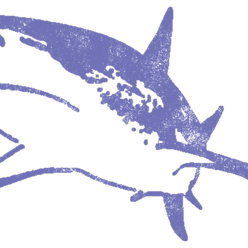 最も選択された イラスト サメ Sutojuga