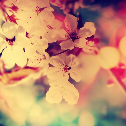 Hd-171918-ascw171918