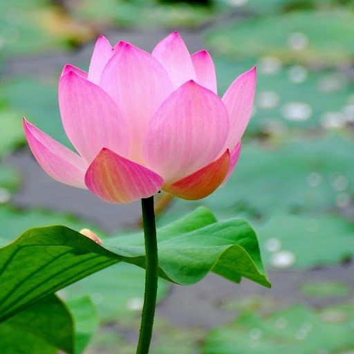 Hd-177480-ascw177480