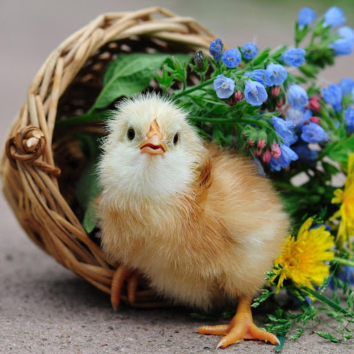 Hd-136420-ascw136420