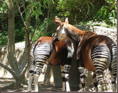 Amazing Animal Pictures Okapi (13)