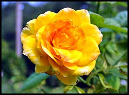 04f3 - Flowers in the Rose Garden