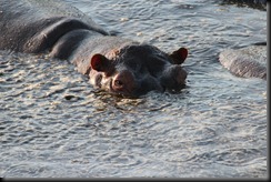 October 20, 2012 hippo looking at you