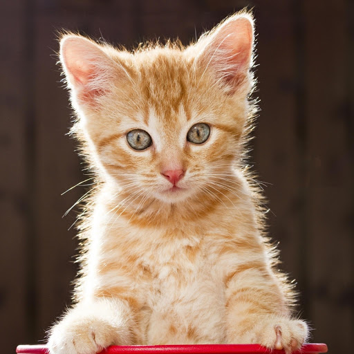 Hd-170398-ascw170398