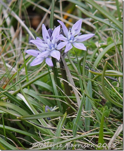 9-Spring-Squill