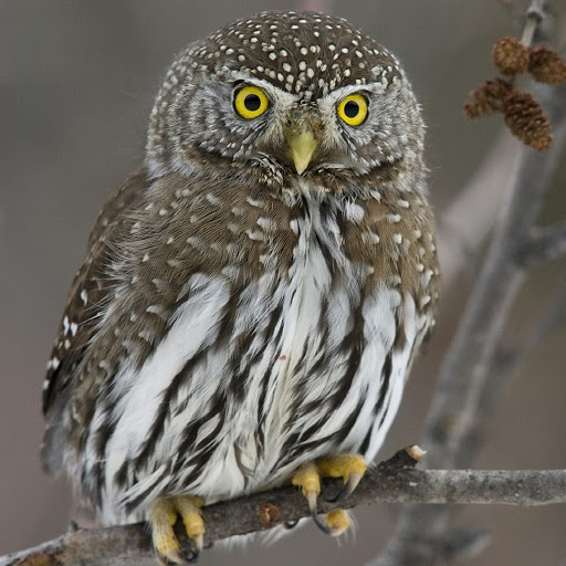 Hd-180578-ascw180578