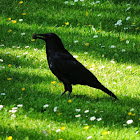 Crow