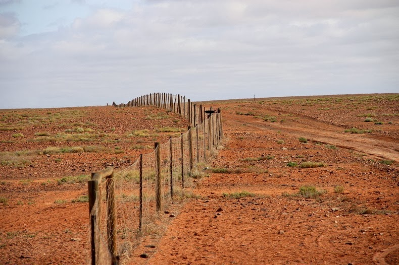 dingo-fence-3 dingo-fence-3