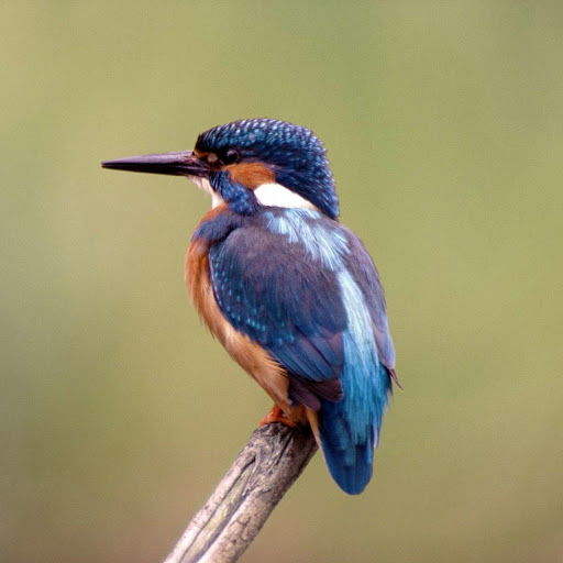 Hd-178917-ascw178917