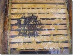 21,1,2012 včelky zimovaní 028