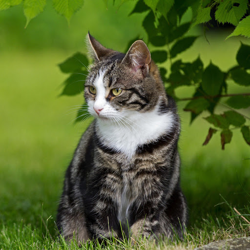 Hd-182102-ascw182102