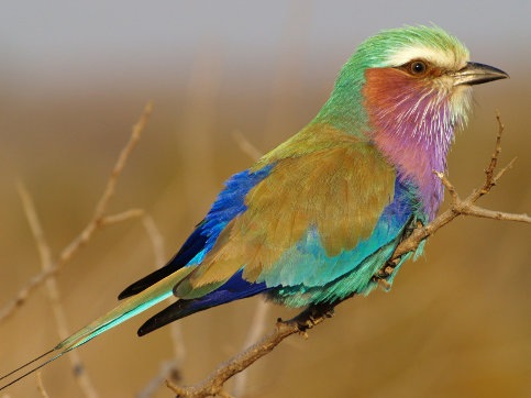 [Lilac-Breasted-Roller-1%255B8%255D.jpg]