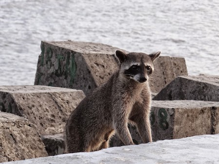 08. Raton in Panama.JPG