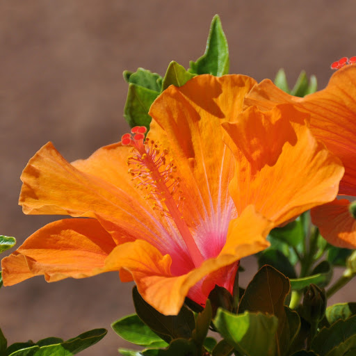 Hd-156575-ascw156575