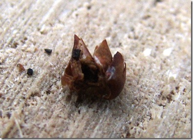 20130303 Metre Lawson's cypress scales on log