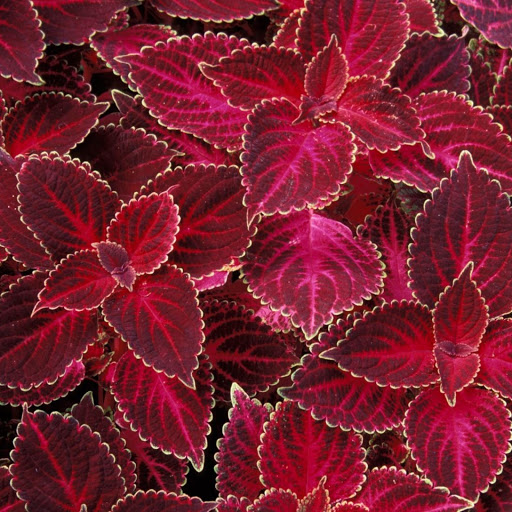 Hd-142572-ascw142572