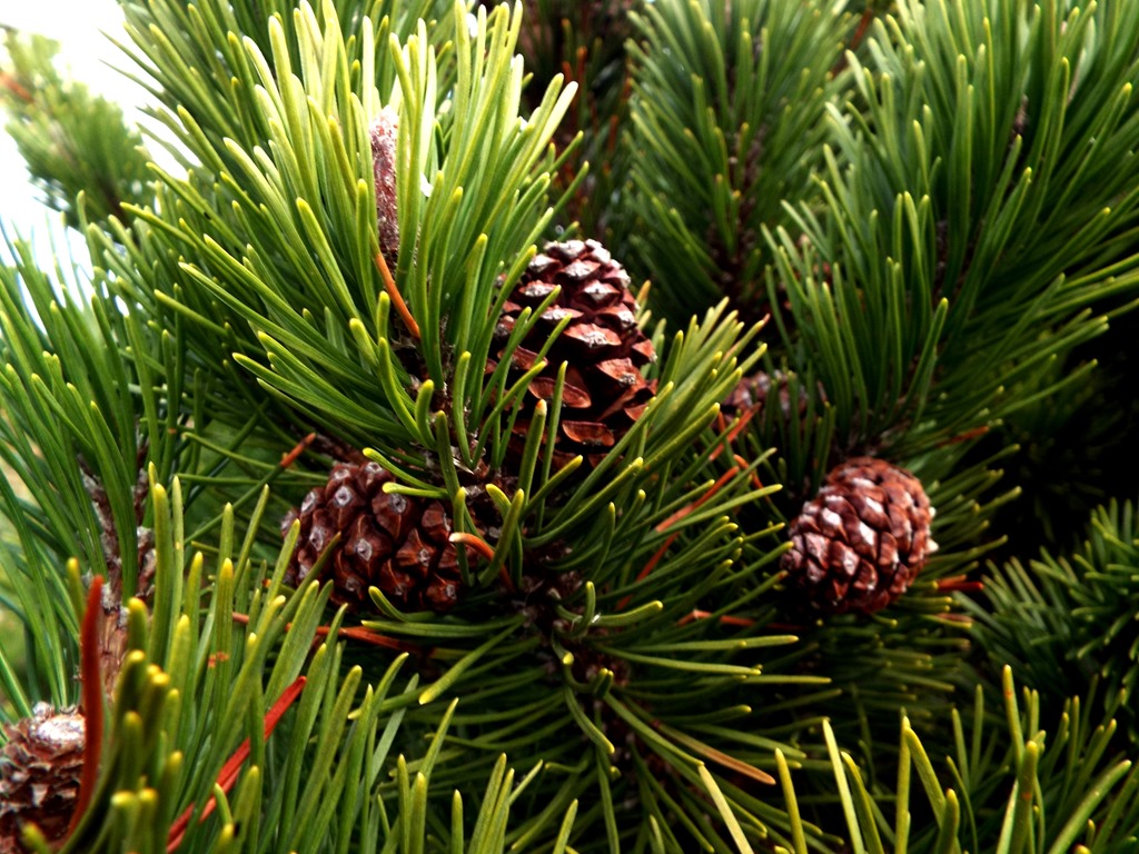 [pinecones%255B3%255D.jpg]