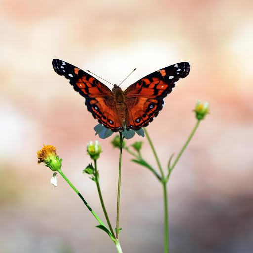 Hd-148320-ascw148320