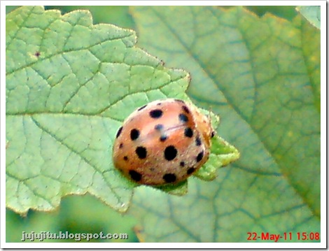 Kumbang Koksi ‘Twentyeight-spotted Potato Ladybird’ (Henosepilachna vigintioctopunctata) 01