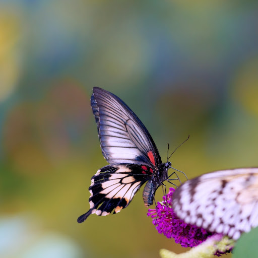 Hd-164401-ascw164401