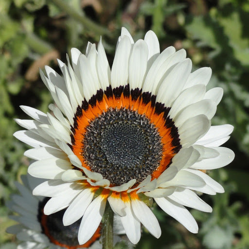 Hd-176174-ascw176174