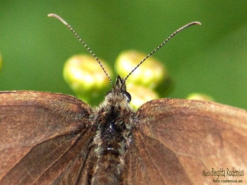 butterfly_20110716_brown2a