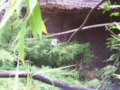 2011.08.07-008 kookabura