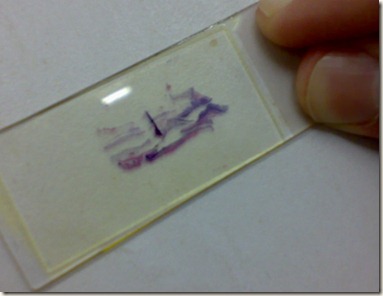 stained tissue on glass slide