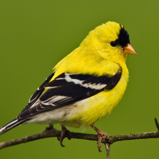 Hd-177801-ascw177801