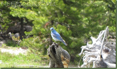 MountainBluebird