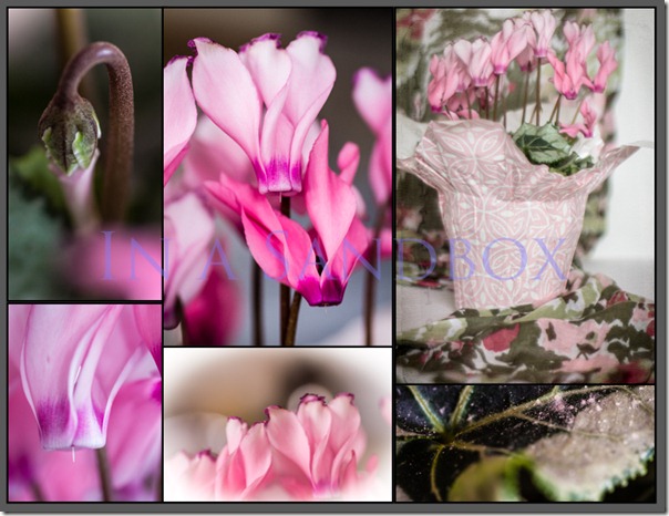 Cyclamen collage