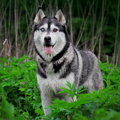 Hd-175940-ascw175940