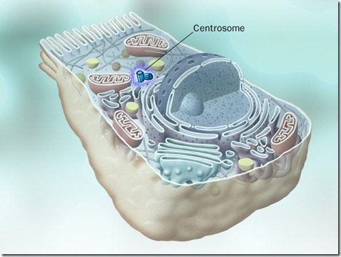 centrosome in cell