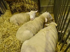 2015.02.26-003 mouton Ile-de-France