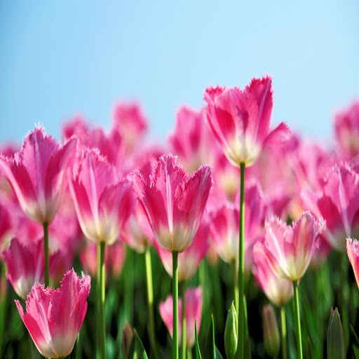 Hd-132521-ascw132521