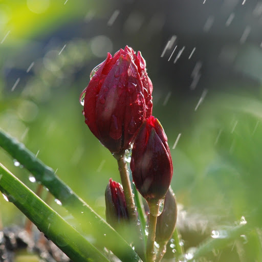 Hd-160212-ascw160212